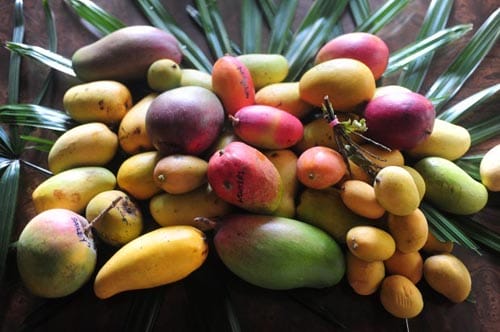 mango varieties from Mango Mania Festival